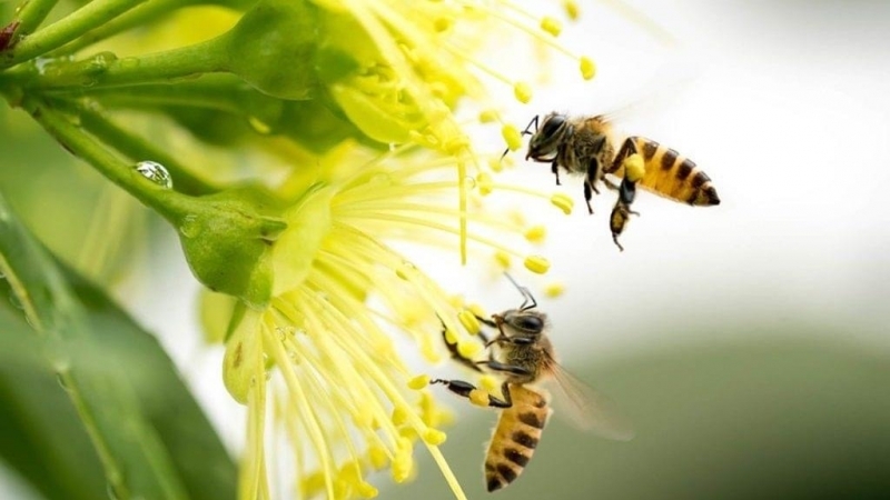 Primăria Câmpia Turzii - ANUNȚ -  În vederea protejării familiilor de albine împotriva intoxicațiilor cu produse de protecție a plantelor a fost aprobat prin Ordinul MADR nr. 185/2023