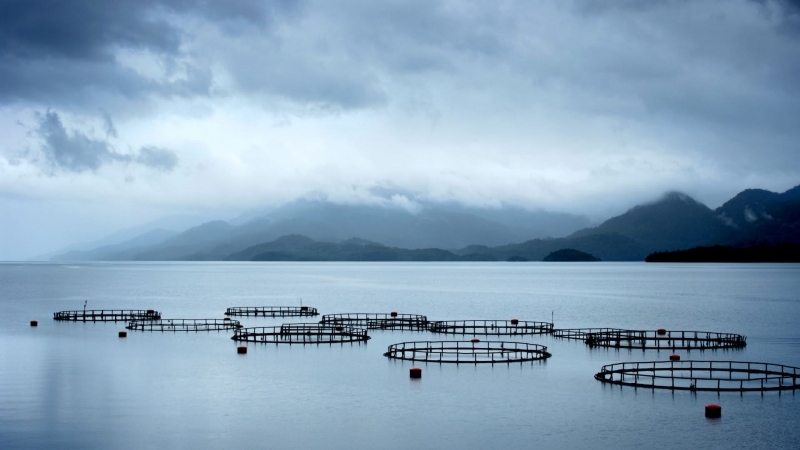 Deputatul Remus Lăpușan - Un pas decisiv pentru dezvoltarea acvaculturii în România