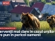 Remus Lăpușan | Intervenții mai clare în cazul urșilor care pun în pericol oamenii și comunitățile